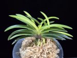 서천금 瑞泉錦 Seocheongeum (Zuiun Shima)