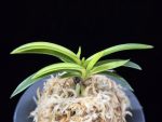 서천금 瑞泉錦 Seocheongeum (Zuiun Shima)