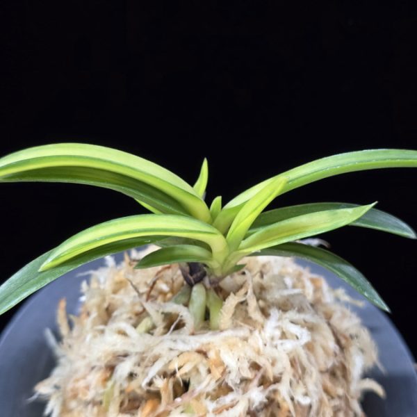 서천금 瑞泉錦 Seocheongeum (Zuiun Shima)