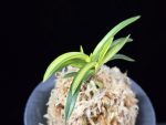 서천금 瑞泉錦 Seocheongeum (Zuiun Shima)