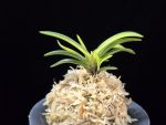 서천금 瑞泉錦 Seocheongeum (Zuiun Shima)
