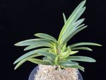 금모단 金牡丹 Kinbotan (Ruby root)