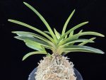 금모단 金牡丹 Kinbotan (Ruby root)