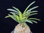 금모단 金牡丹 Kinbotan (Ruby root)
