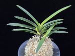 금모단 金牡丹 Kinbotan (Ruby root)