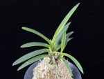 금모단 金牡丹 Kinbotan (Ruby root)