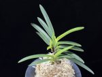 금모단 金牡丹 Kinbotan (Ruby root)