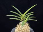 금모단 金牡丹 Kinbotan (Ruby root)