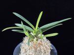 금모단 金牡丹 Kinbotan (Ruby root)