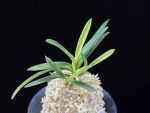 금모단 金牡丹 Kinbotan (Ruby root)