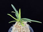 금모단 金牡丹 Kinbotan (Ruby root)
