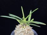 금모단 金牡丹 Kinbotan (Ruby root)
