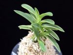 소풍 笑風 Sopung