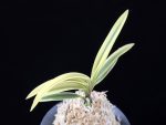 백옥루 白玉樓 Baekokru