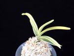 백옥루 白玉樓 Baekokru