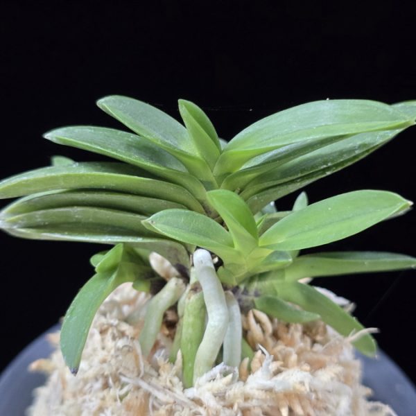 부용 芙蓉 Buyong