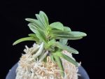 부용 芙蓉 Buyong