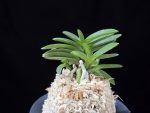 부용 芙蓉 Buyong