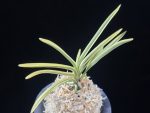 천혜복륜 天恵覆輪 Tenkei Fukurin