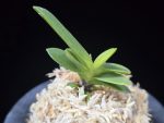 추옥보 秋玉寶 Chuokbo