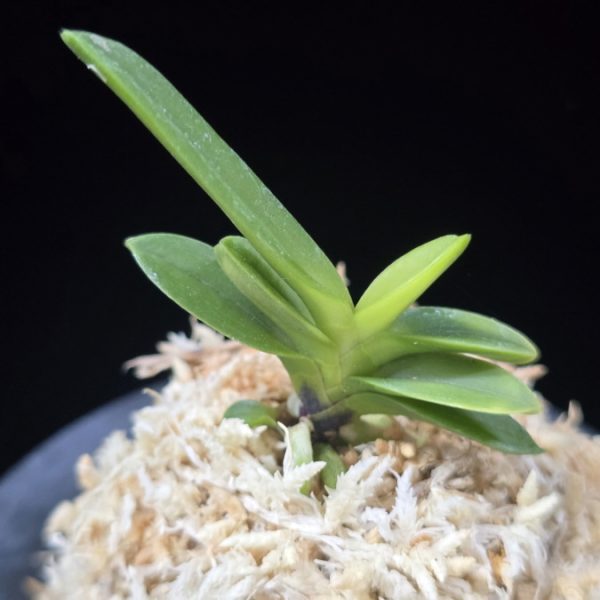 추옥보 秋玉寶 Chuokbo