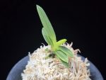 추옥보 秋玉寶 Chuokbo