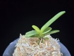 추옥보 秋玉寶 Chuokbo