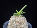 추옥보 秋玉寶 Chuokbo