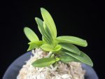추옥보 秋玉寶 Chuokbo