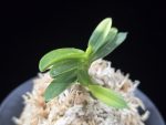 추옥보 秋玉寶 Chuokbo