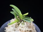 추옥보 秋玉寶 Chuokbo
