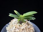 추옥보 秋玉寶 Chuokbo