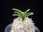 추옥보 秋玉寶 Chuokbo