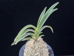 수백 琇白 Subaek