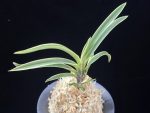 수백 琇白 Subaek