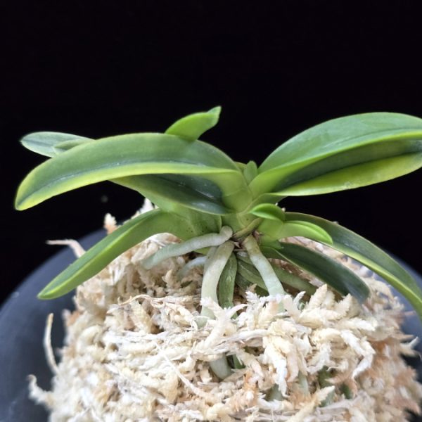 대호 大虎 Daeho (Onamisekai Tora)