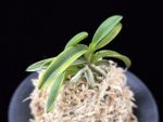 대호 大虎 Daeho (Onamisekai Tora)