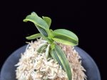 대호 大虎 Daeho (Onamisekai Tora)