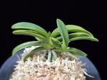대호 大虎 Daeho (Onamisekai Tora)