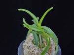 대풍해 大楓海 Daepunghae (Onamiseikai Benikaedae)