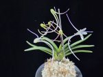 삼소전 三笑殿(万華境) Samsojeon(Mangekyo) (3 spur)