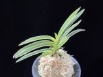 도반 道伴 Doban
