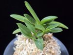 부용 芙蓉 Buyong
