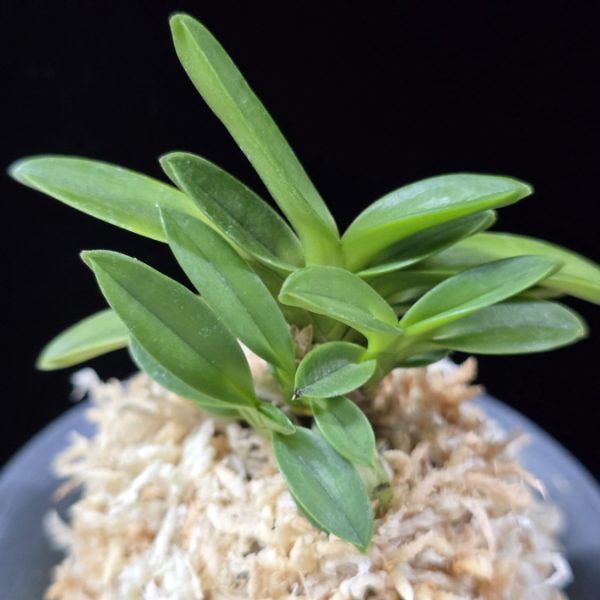 부용 芙蓉 Buyong