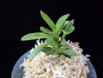 부용 芙蓉 Buyong