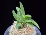 부용 芙蓉 Buyong
