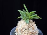 부용 芙蓉 Buyong