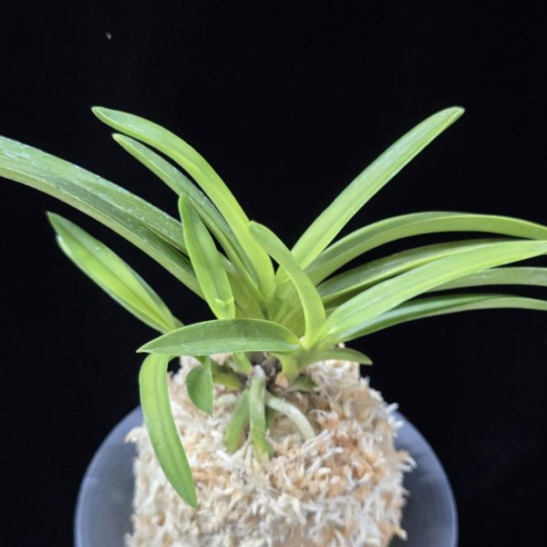 옹 翁 Okina (Ruby root)