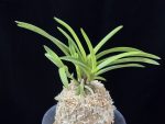 옹 翁 Okina (Ruby root)