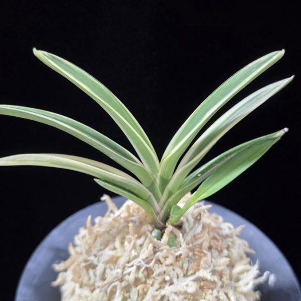 계림 鷄林 Gyerim (Benisuisho)